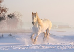 Hevonen Heppa Hepo